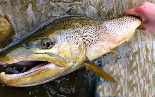 about-fish-close-up-faeshen